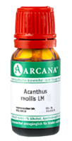 ACANTHUS mollis LM 60 Dilution