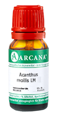 ACANTHUS mollis LM 100 Dilution