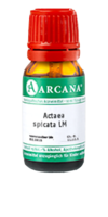 ACTAEA SPICATA LM 11 Dilution