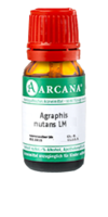 AGRAPHIS NUTANS LM 19 Dilution