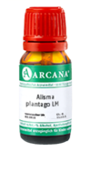 ALISMA plantago LM 11 Dilution