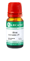 ALNUS SERRULATA LM 19 Dilution