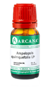 AMPELOPSIS quinquefolia LM 7 Dilution