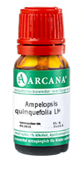 AMPELOPSIS quinquefolia LM 110 Dilution